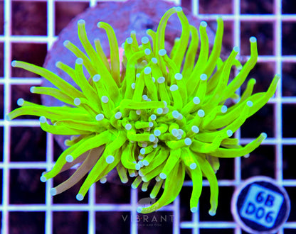 Torch INDO