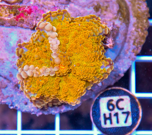 Mushroom INDO