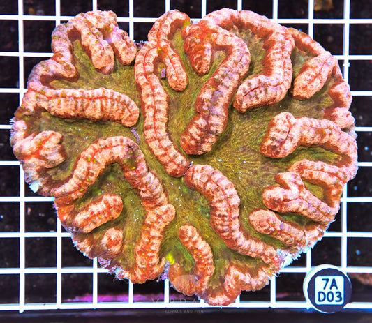 Symphyllia INDO