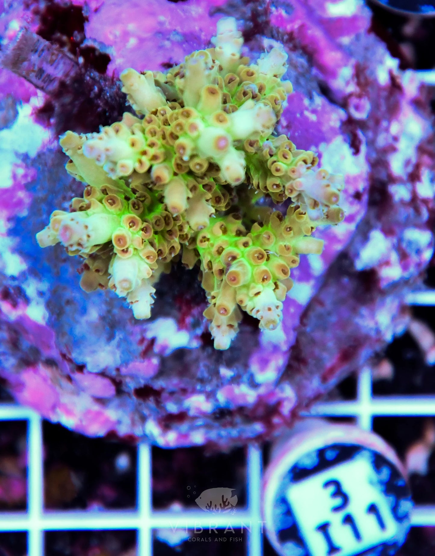 Acro INDO
