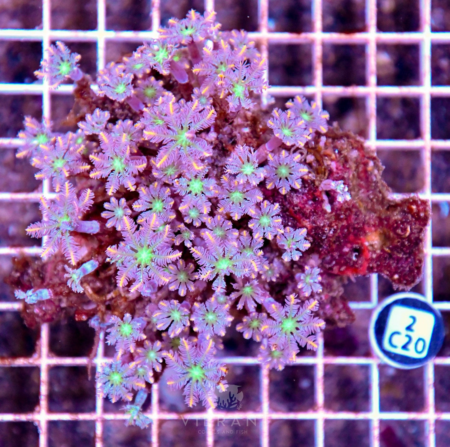 Clove Polyp INDO W