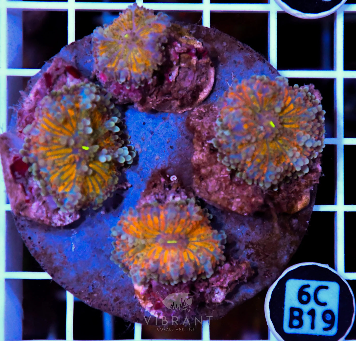 Mushroom INDO
