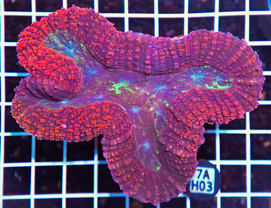 Symphyllia INDO