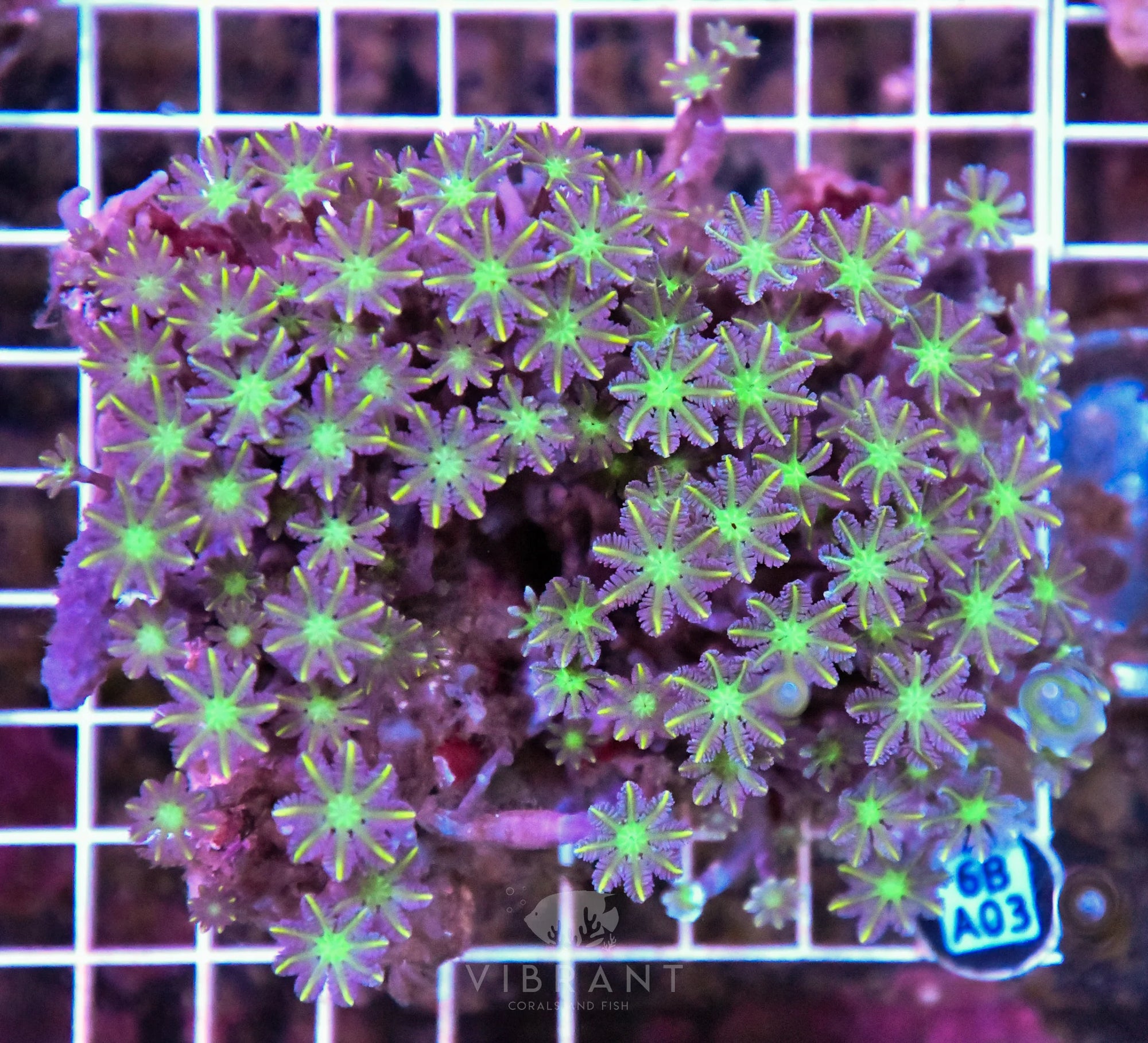 Clove Polyp INDO W
