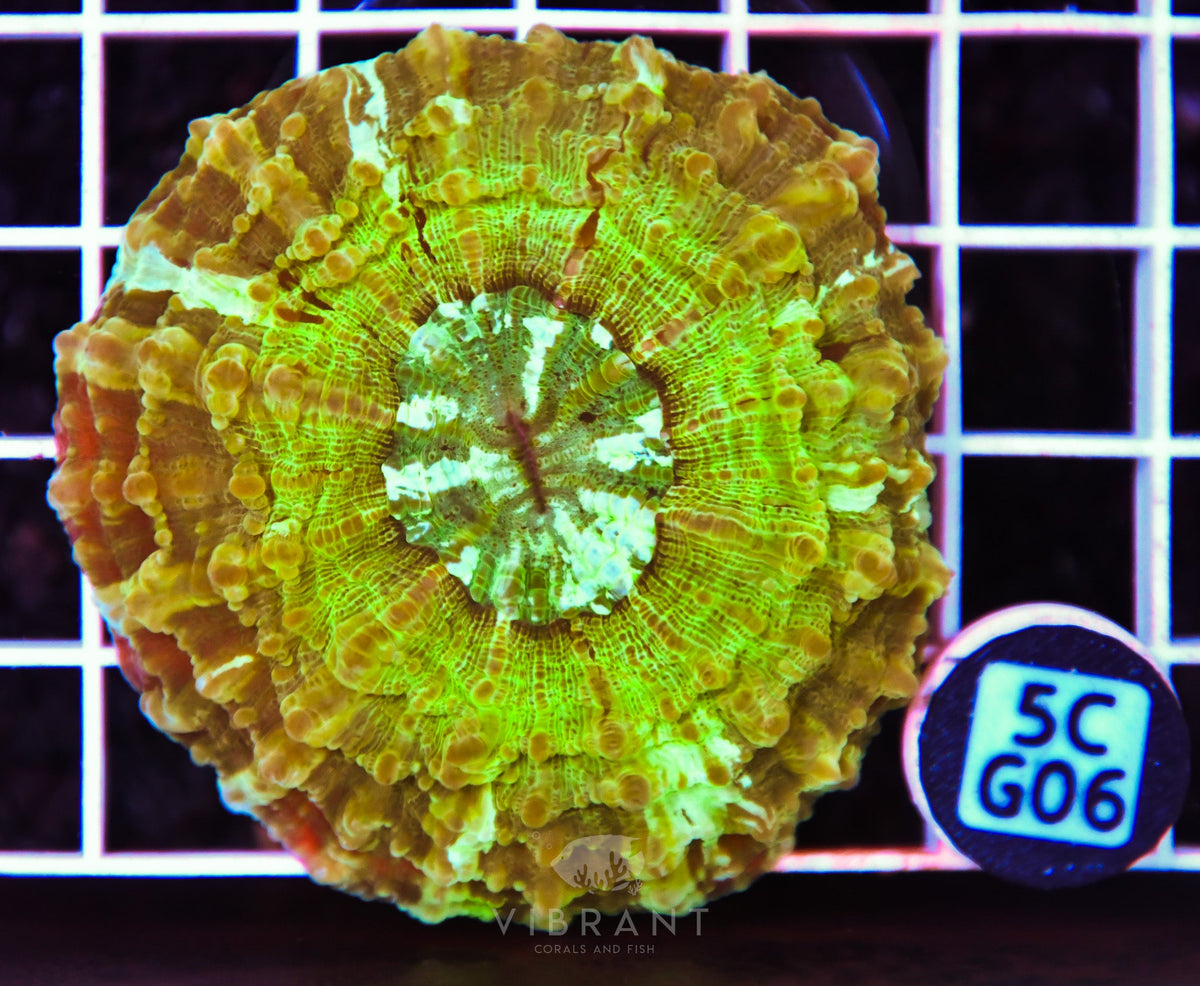 Acanthophyllia AUS