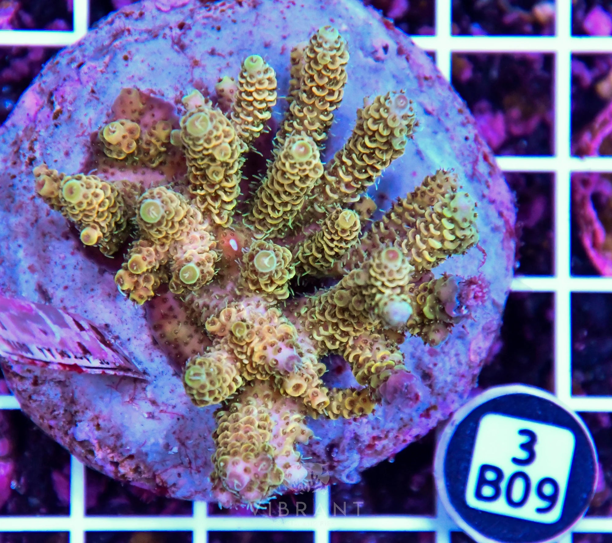 Acro INDO