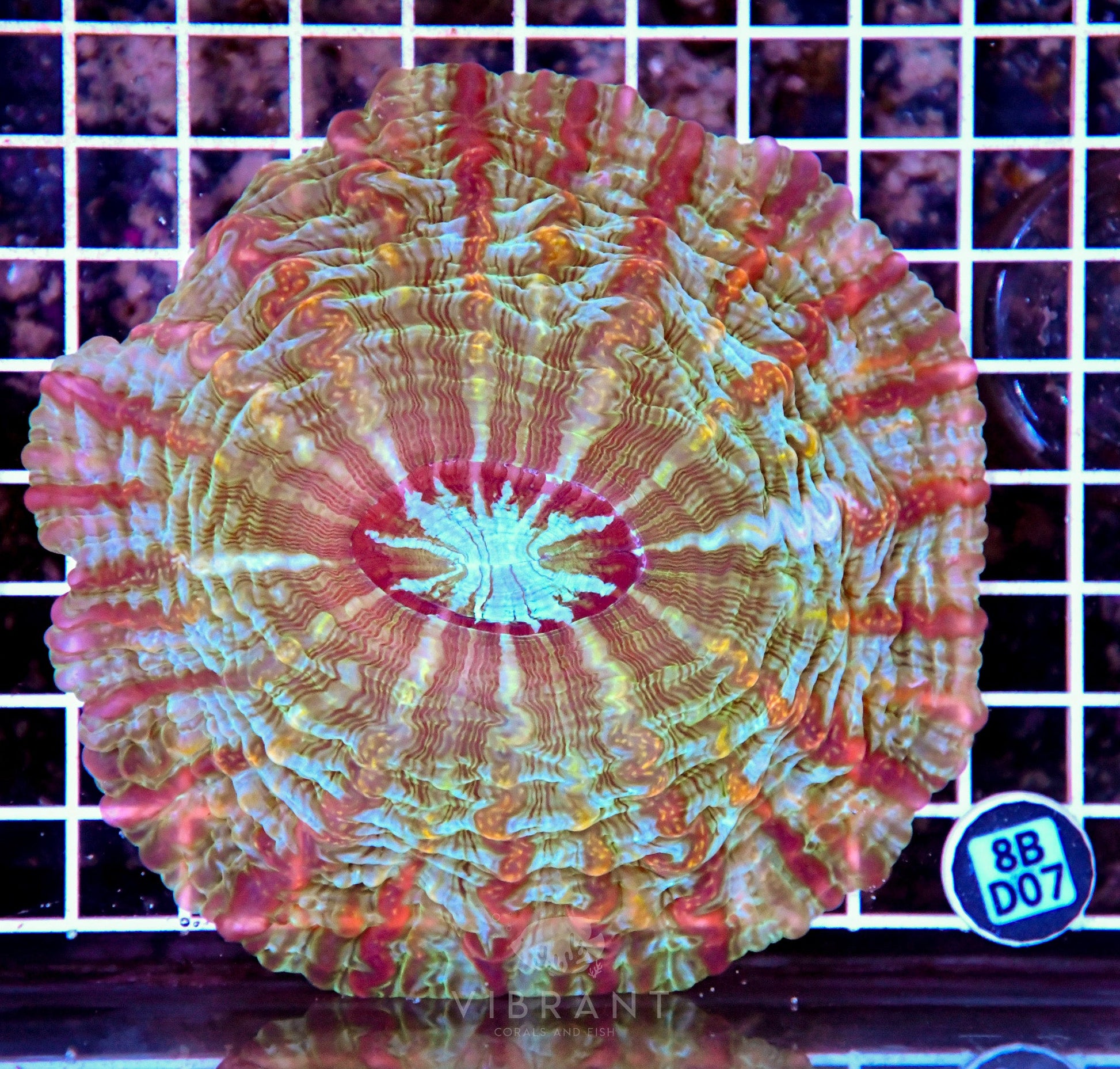 Indophyllia INDO W