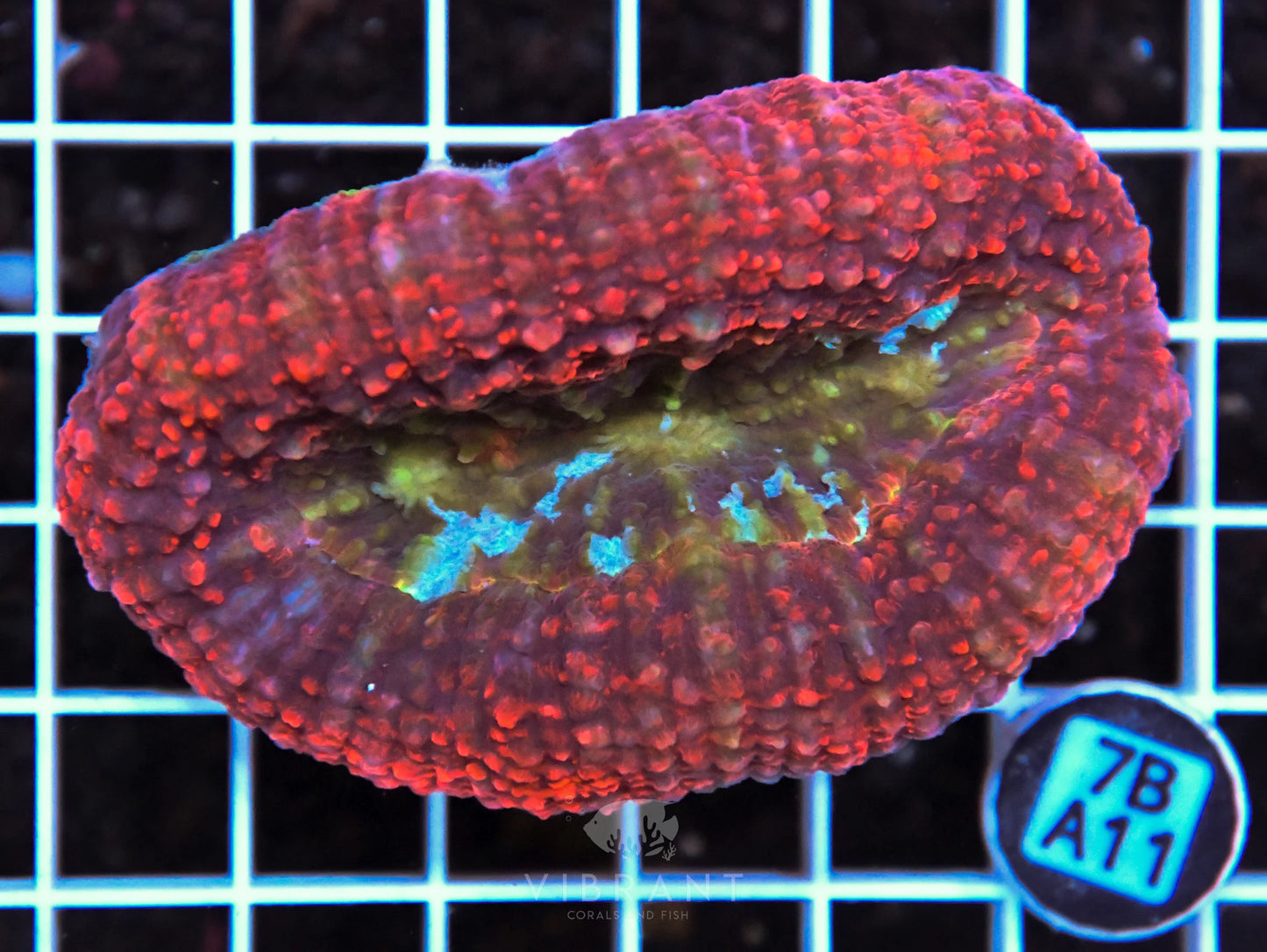Symphyillia AUS