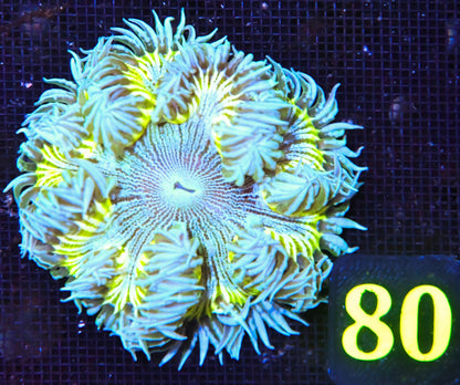 Rock Flower Anemone