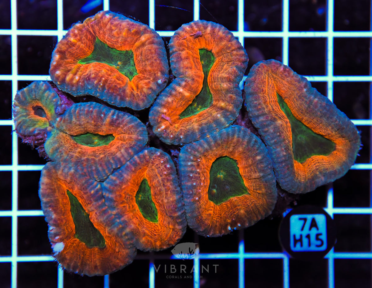 Lobophyllia AUS