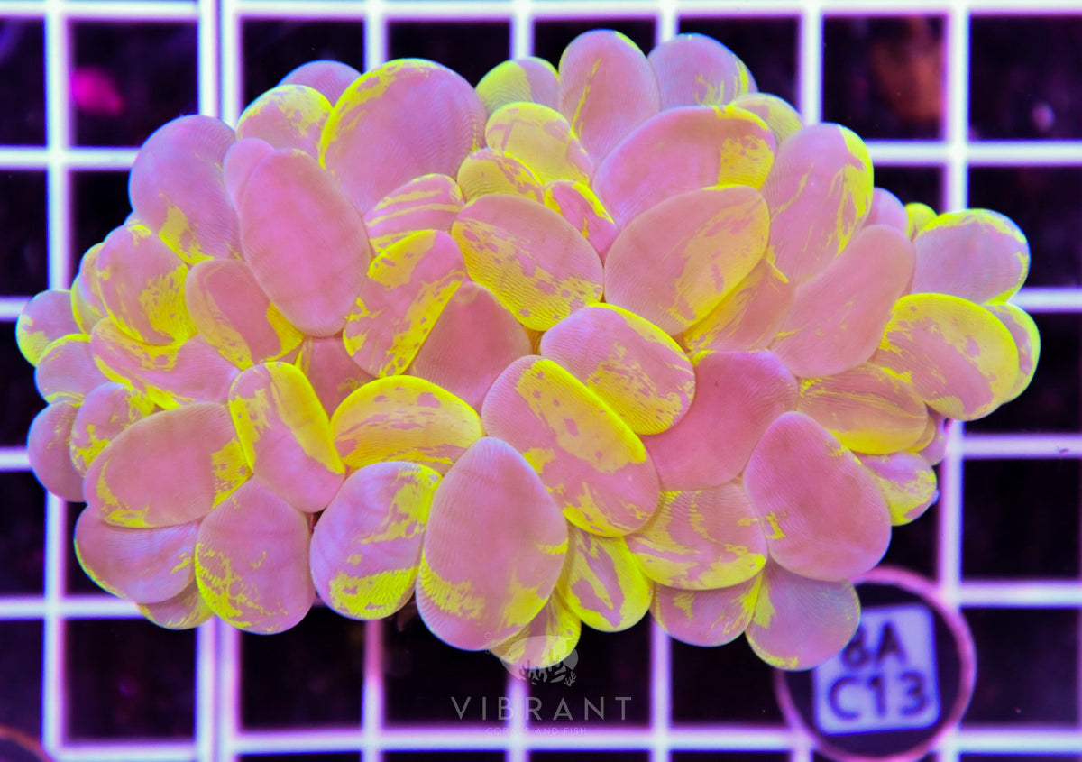 Bubble Coral INDO