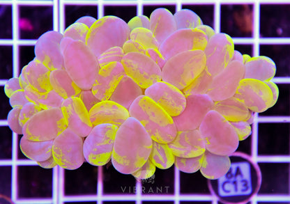 Bubble Coral INDO