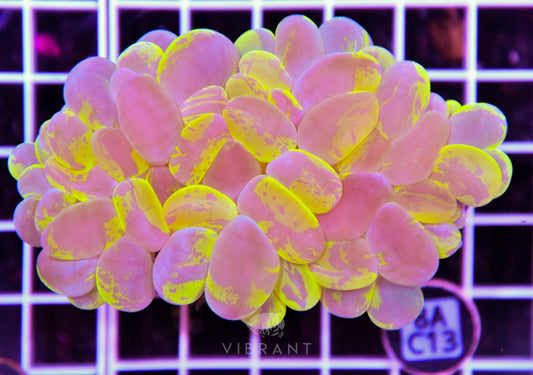 Bubble Coral INDO