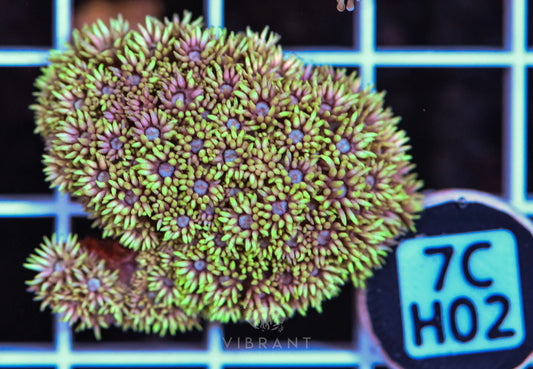 Frag Goniopora WAUS