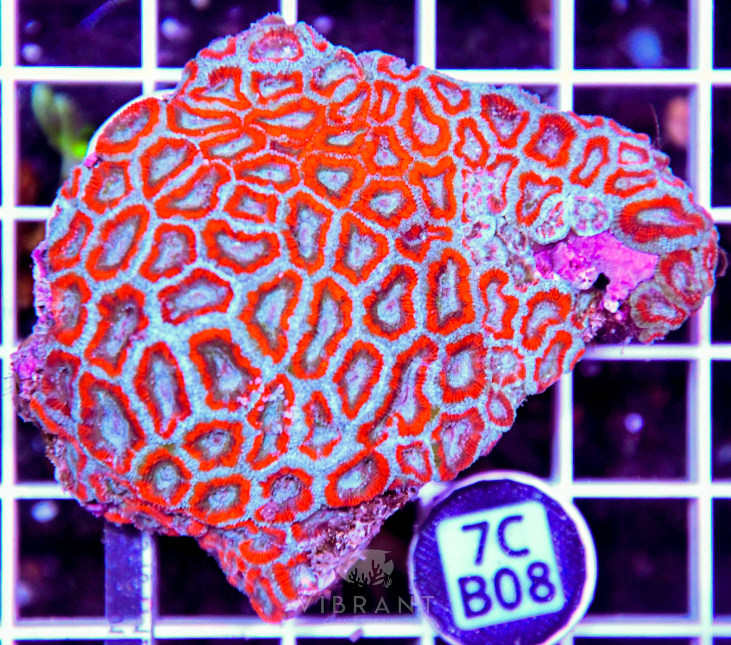 Micromussa INDO