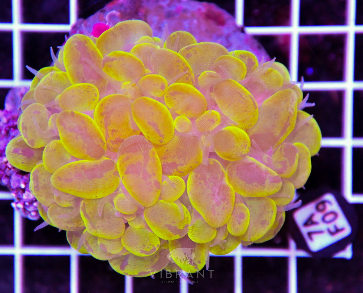 Bubble Coral INDO