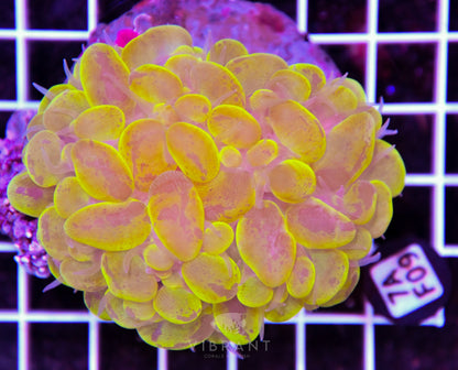Bubble Coral INDO