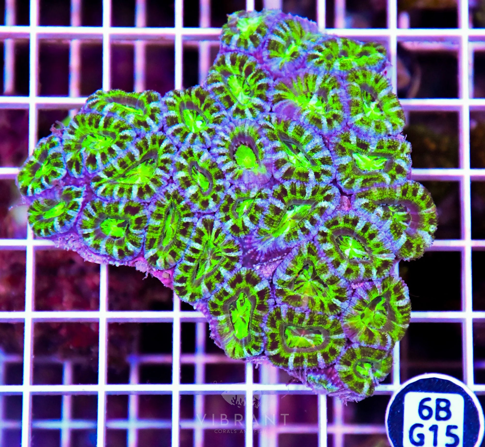 Acan Lord AUS