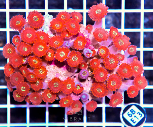 Zoa INDO W