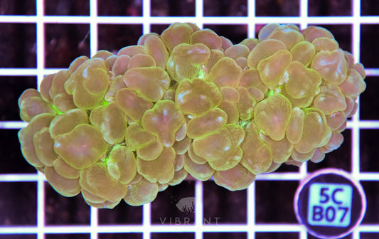 Bubble Coral AUS