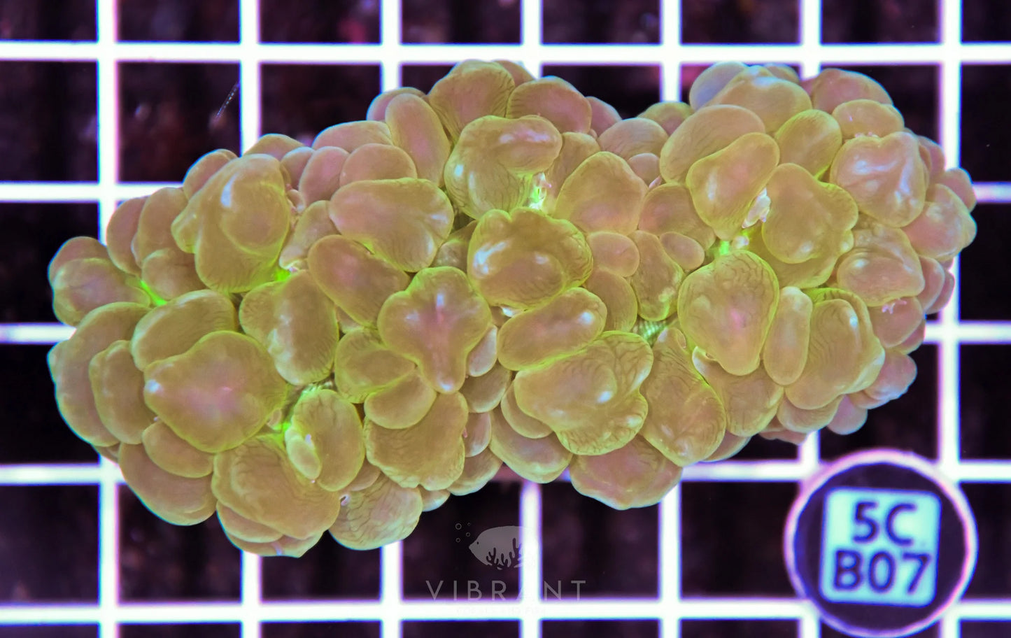 Bubble Coral AUS