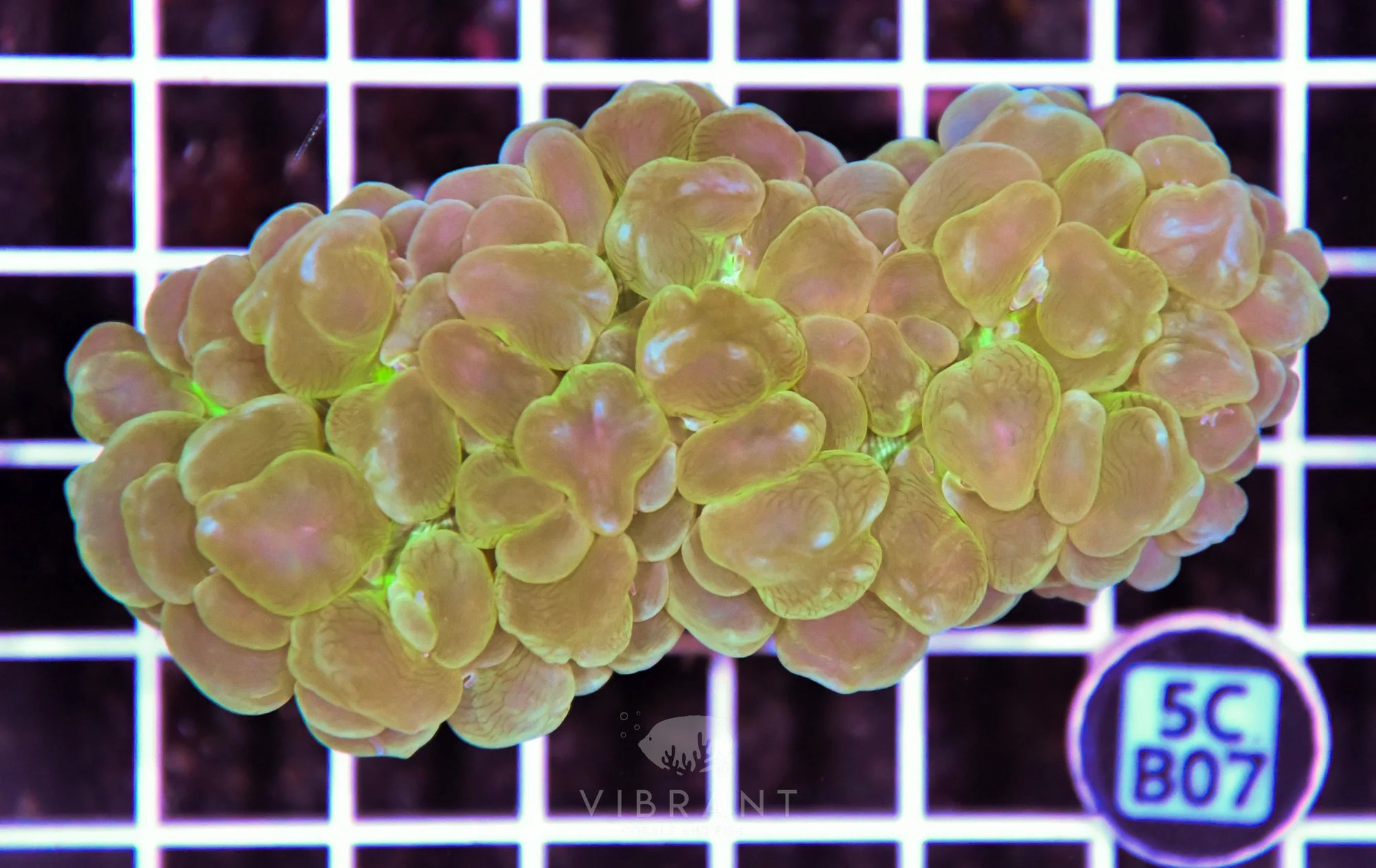 Bubble Coral AUS