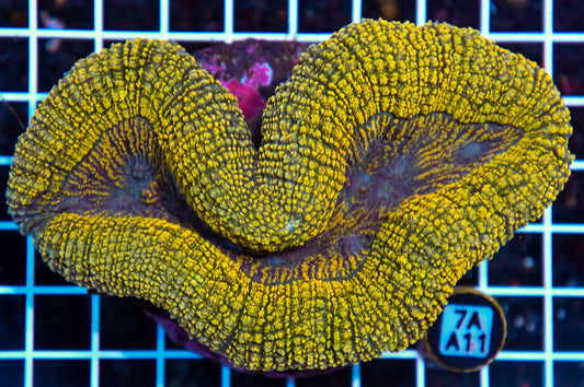Symphyllia INDO