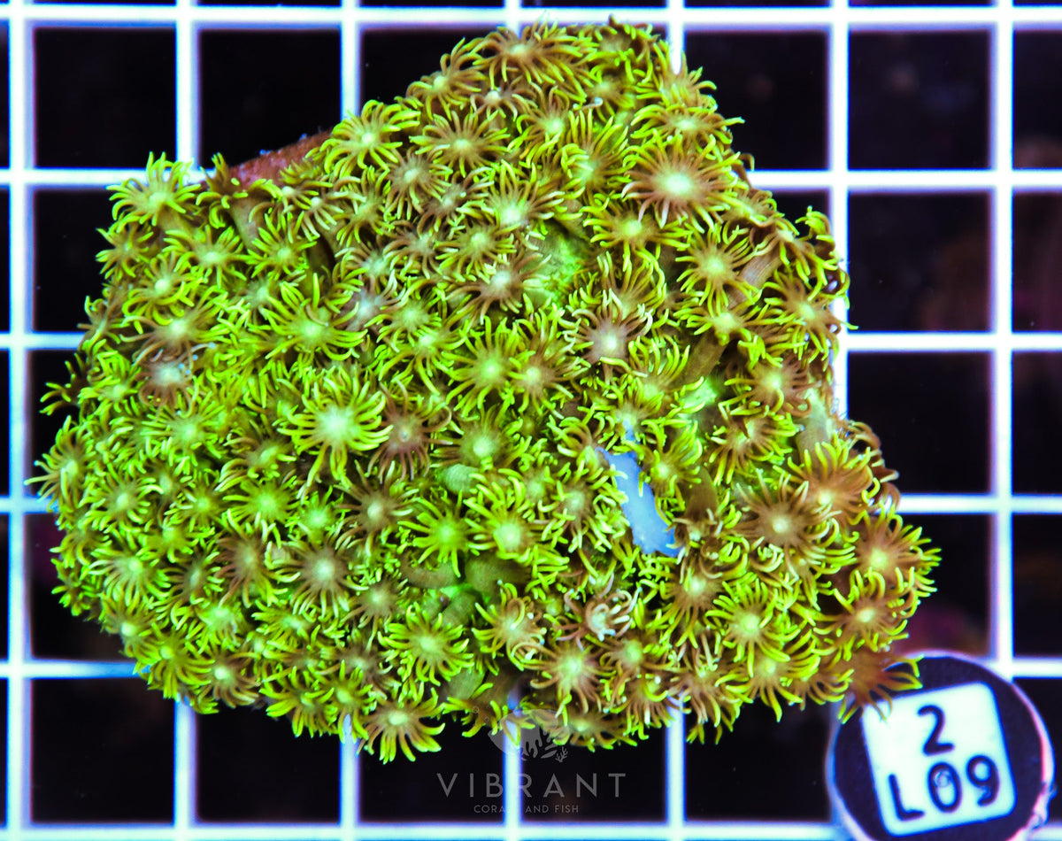 Goniopora AUS