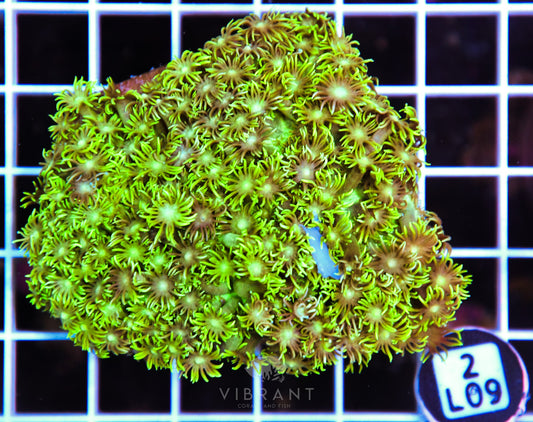 Goniopora AUS