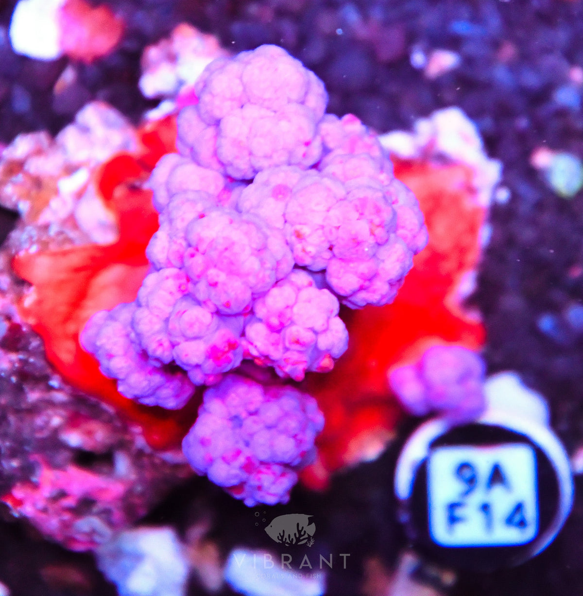 Carnation Coral INDO W