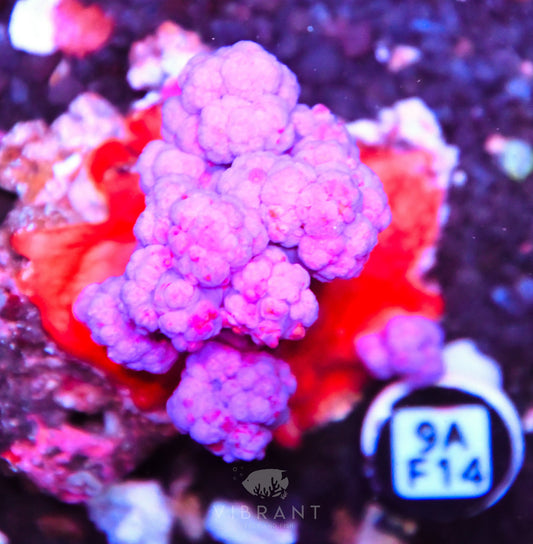Carnation Coral INDO W