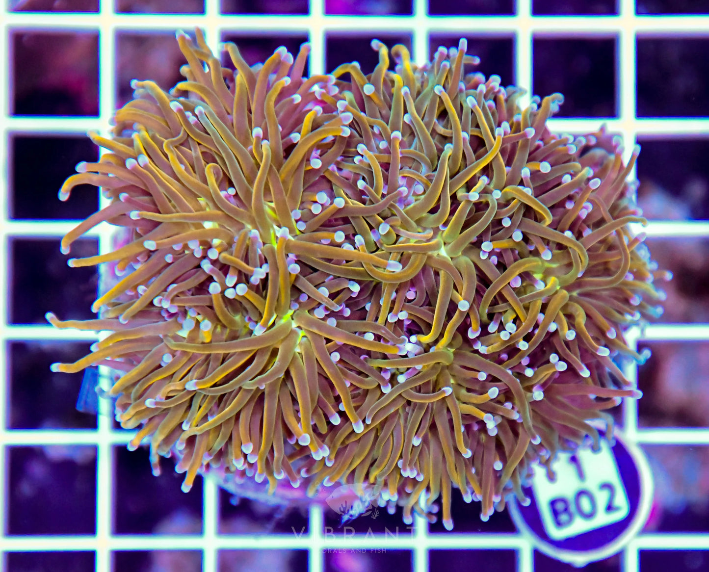 Torch INDO