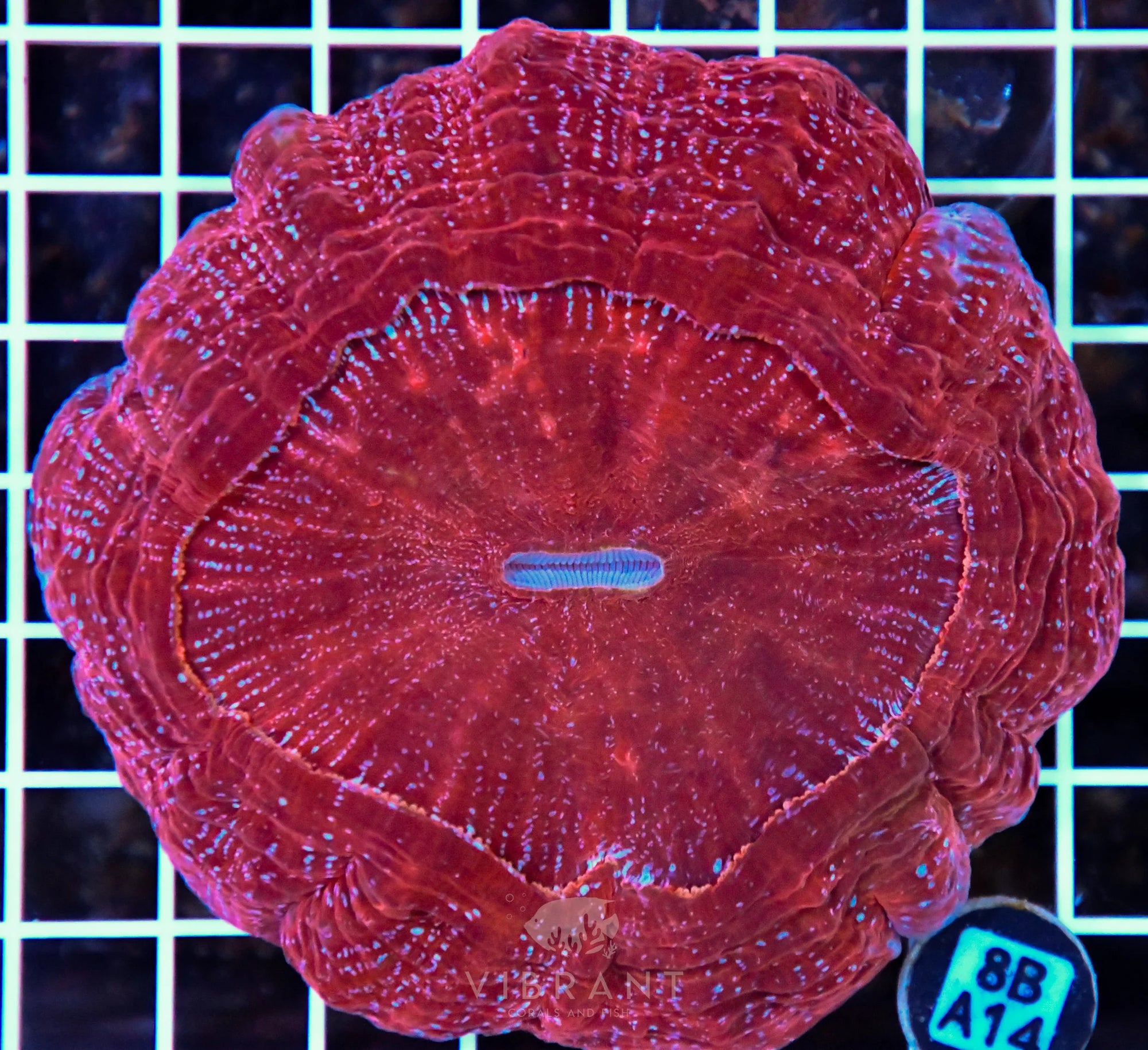 Acanthophyllia INDO W