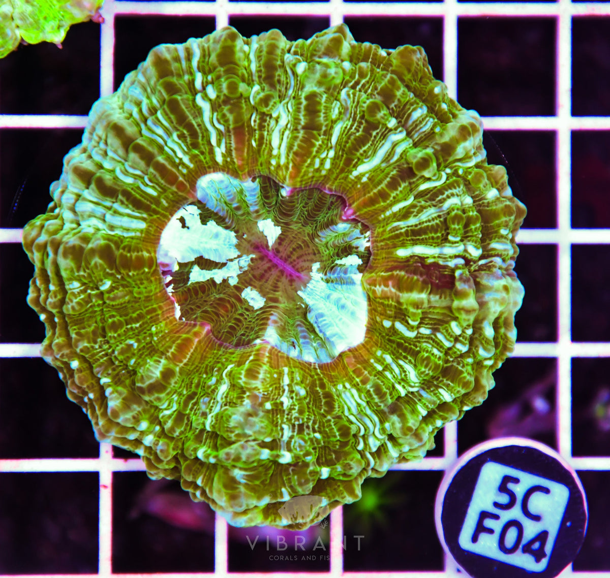 Acanthophyllia AUS