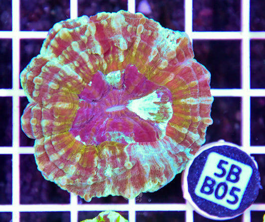 Acanthophyllia AUS