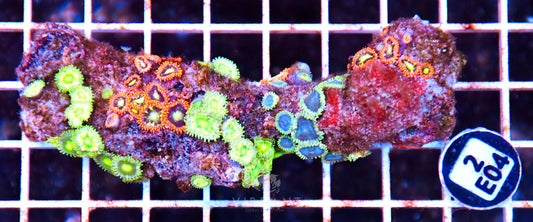 Zoa AUS