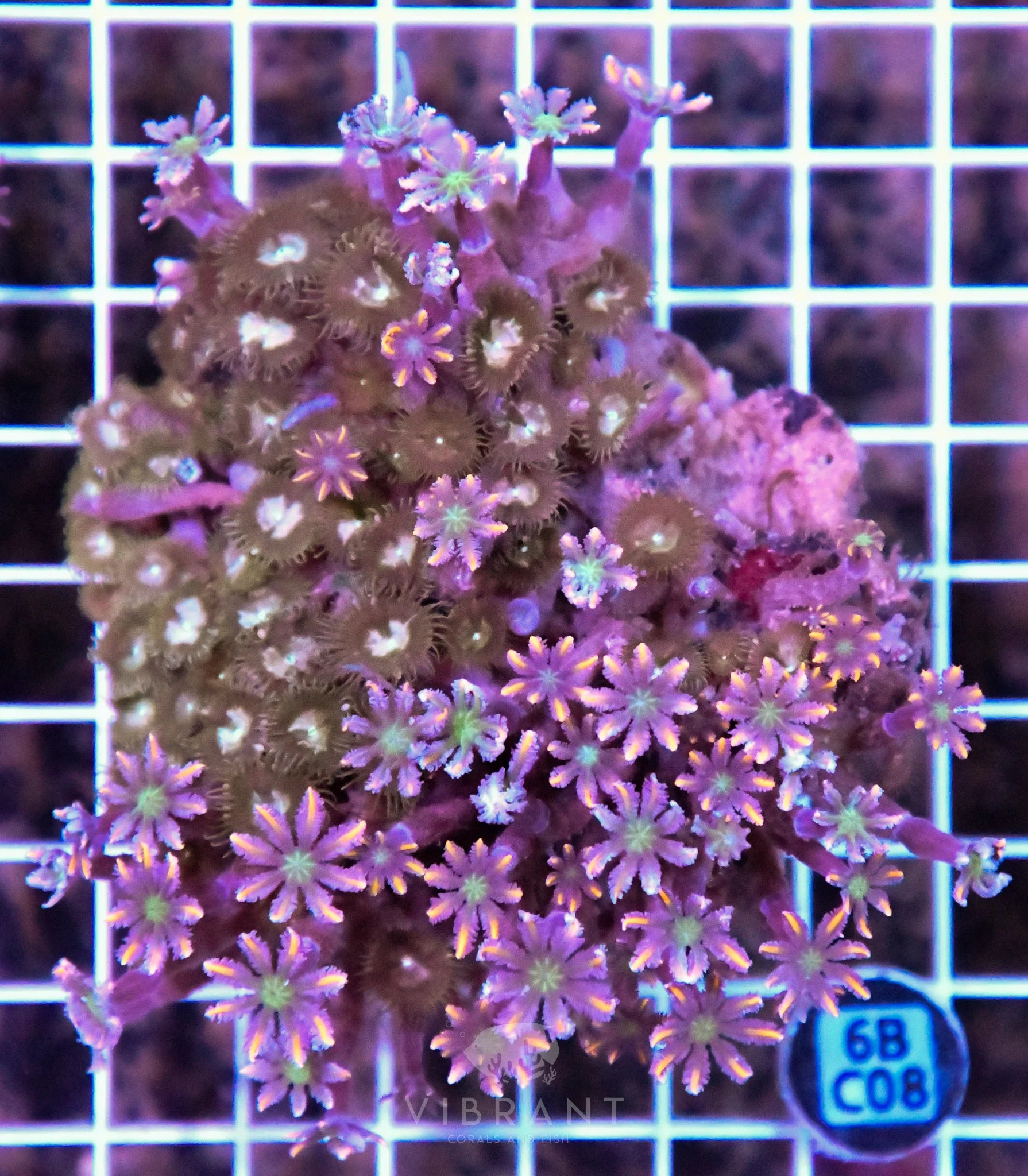 Clove Polyp INDO W