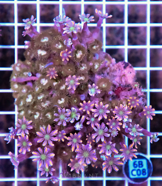 Clove Polyp INDO W