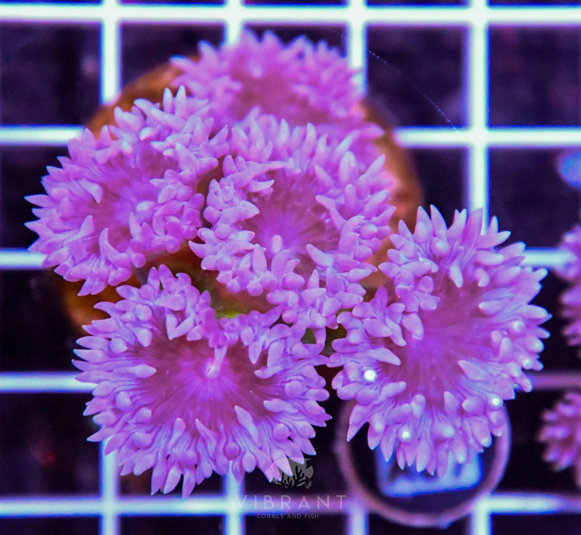Duncun Polyp Colony AUS