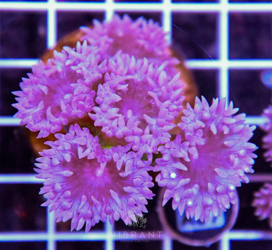 Duncun Polyp Colony AUS