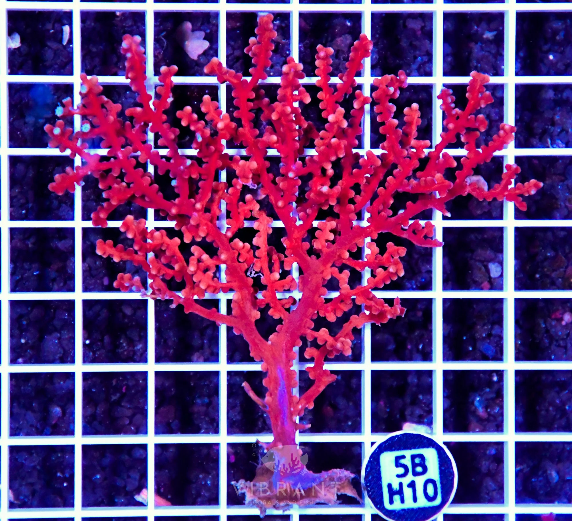 Gorgonian INDO W