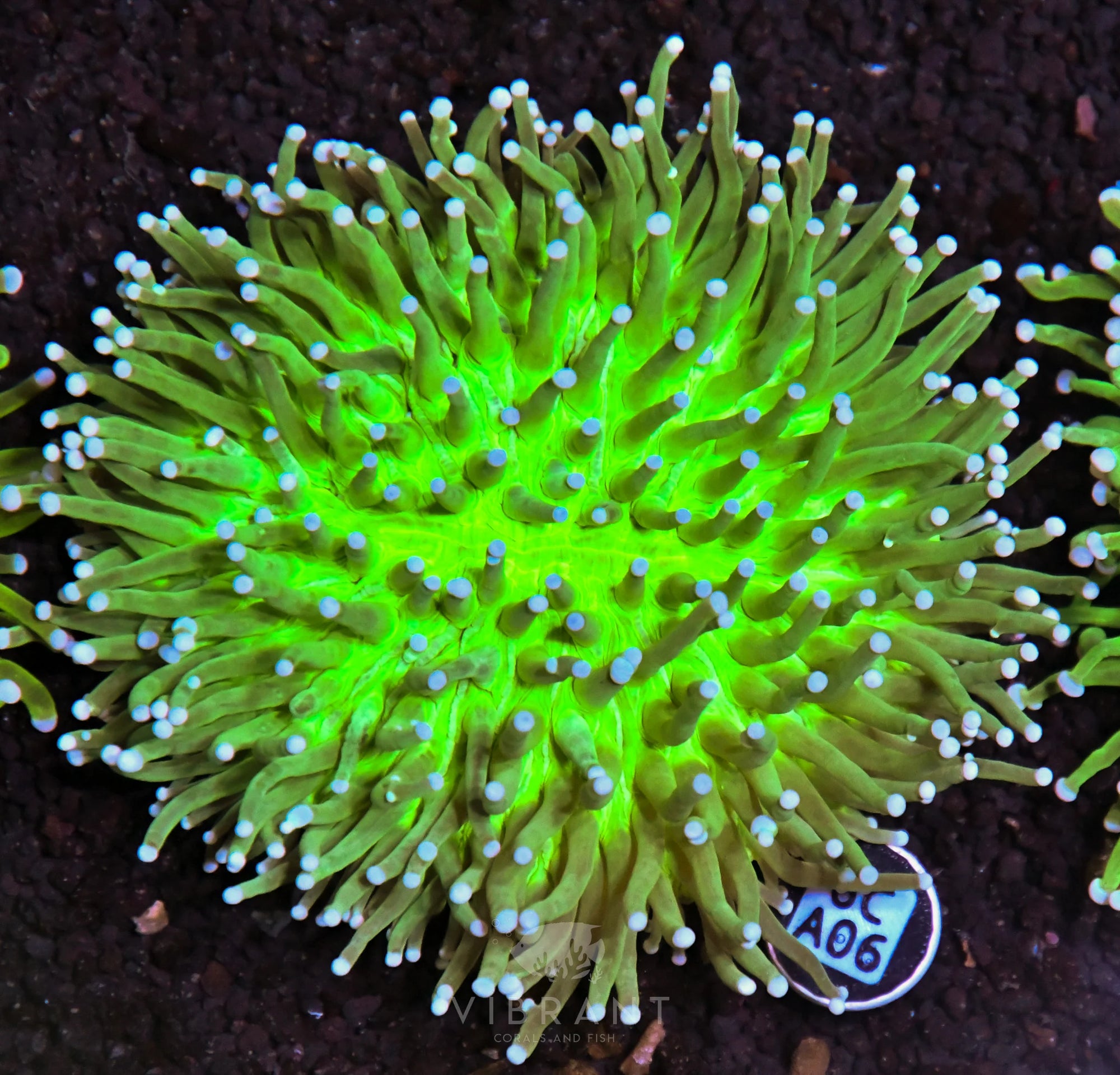 Heliofungia AUS