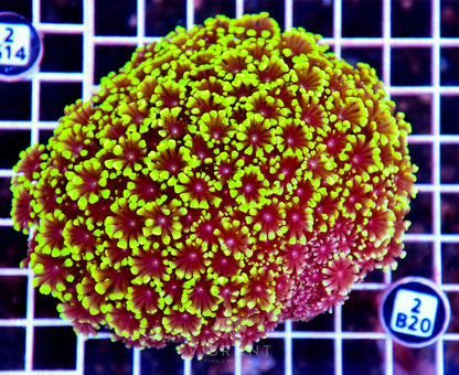 Goniopora INDO W
