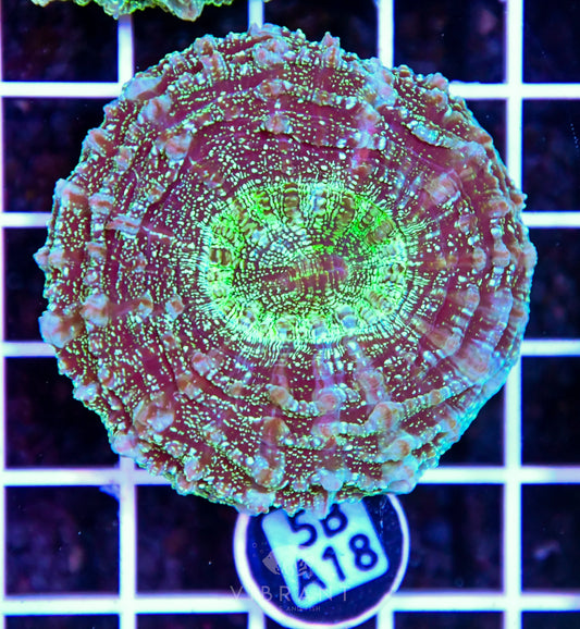 Acanthophyllia AUS