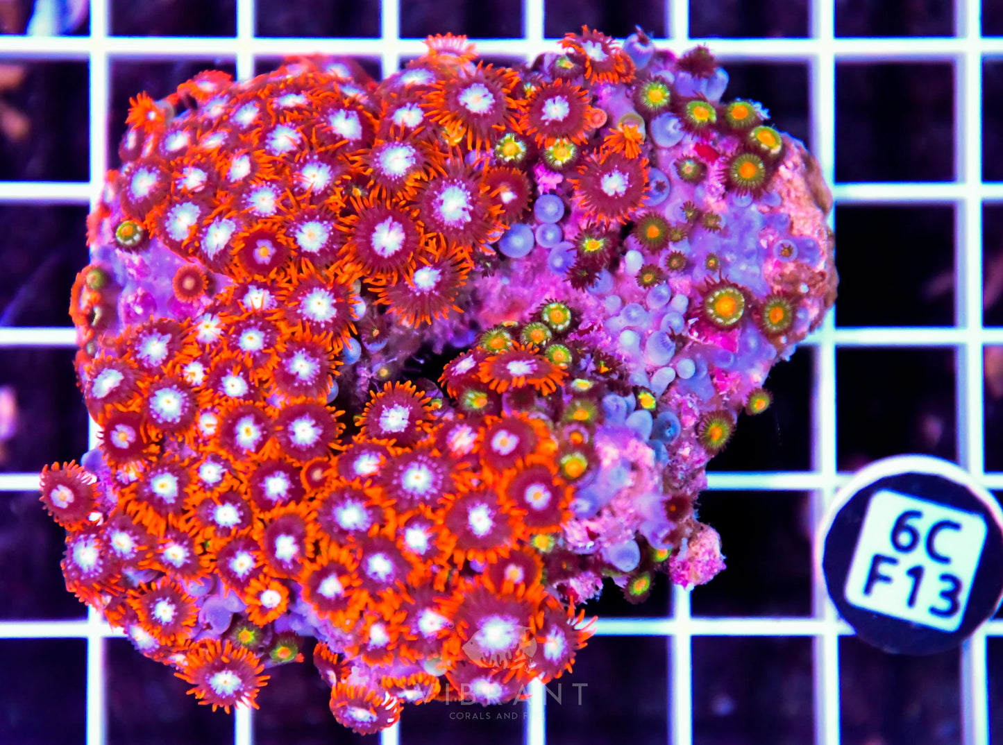 Zoa INDO W