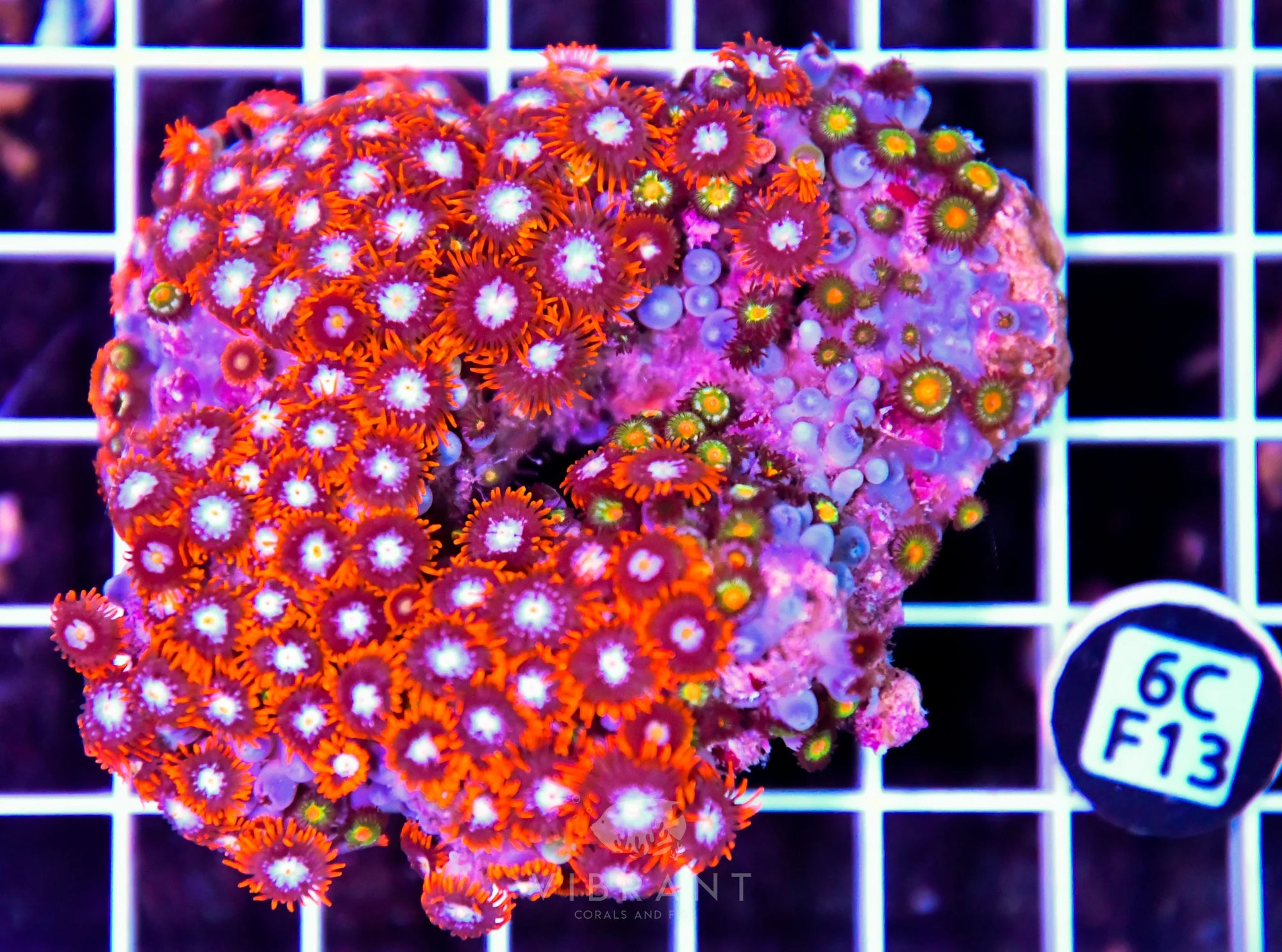 Zoa INDO W