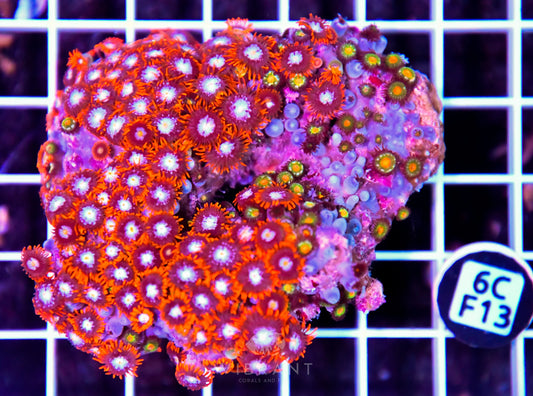 Zoa INDO W
