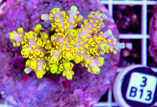 Acro INDO