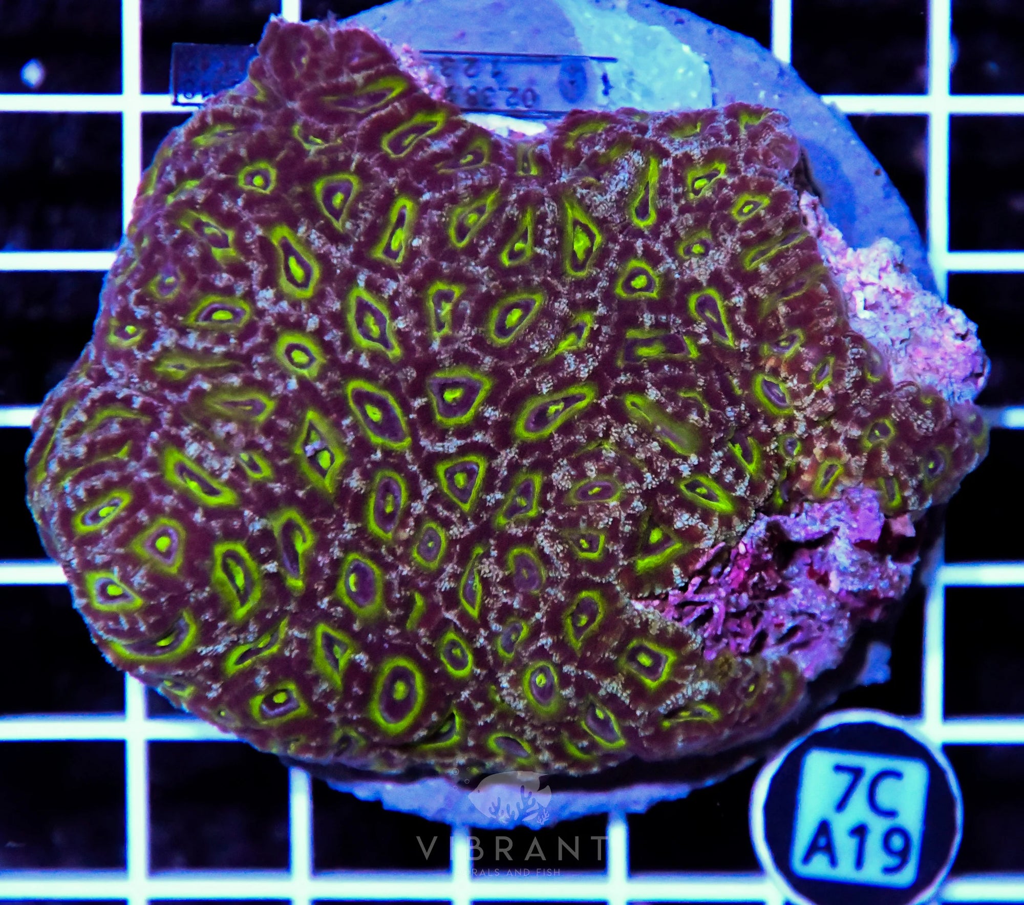 Micromussa INDO