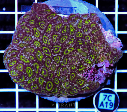 Micromussa INDO